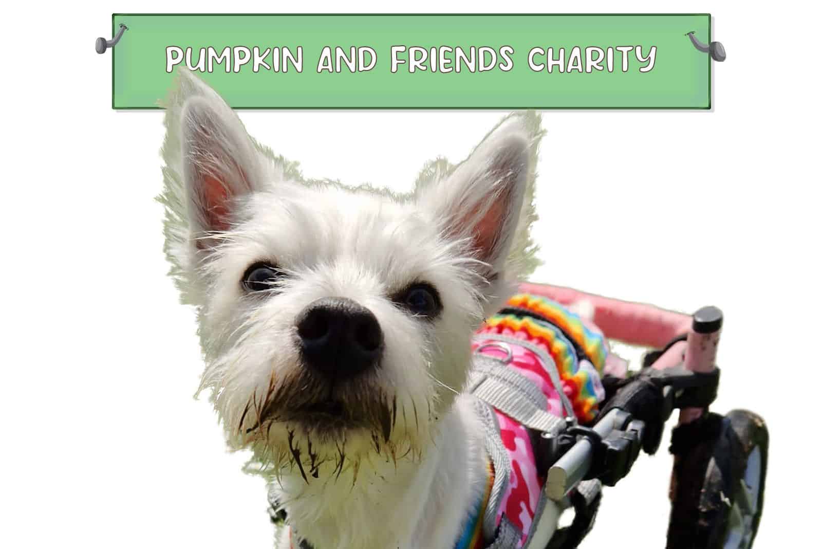 Pumpkin, The Dog In A Wheelchair, Has A Non-Profit That Helps Other Dogs