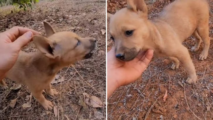 Compassionate Hiker Saves An Abandoned Puppy From The Woods