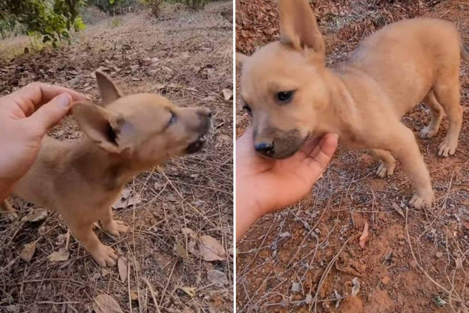 abandoned puppy cries for his mom