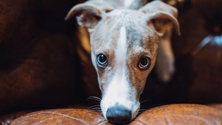 Puppy Dog Eyes Might Raise A Few Eyebrows