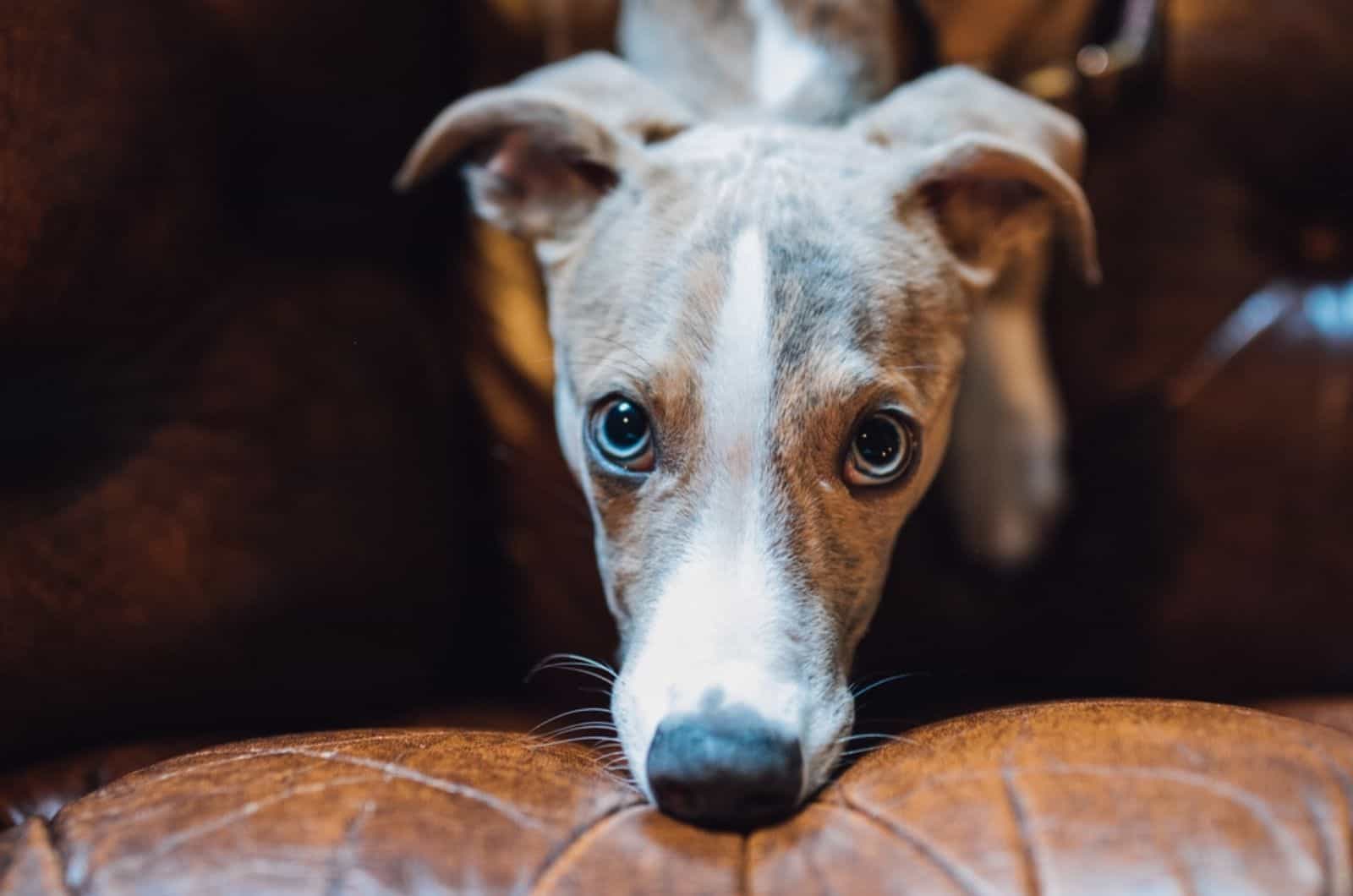 whippet dog puppy face with blue eyes looking at camera