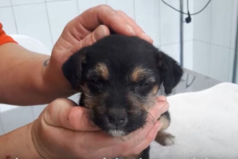 man cuddling little puppy