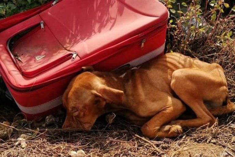 abandoned puppy with suitcase