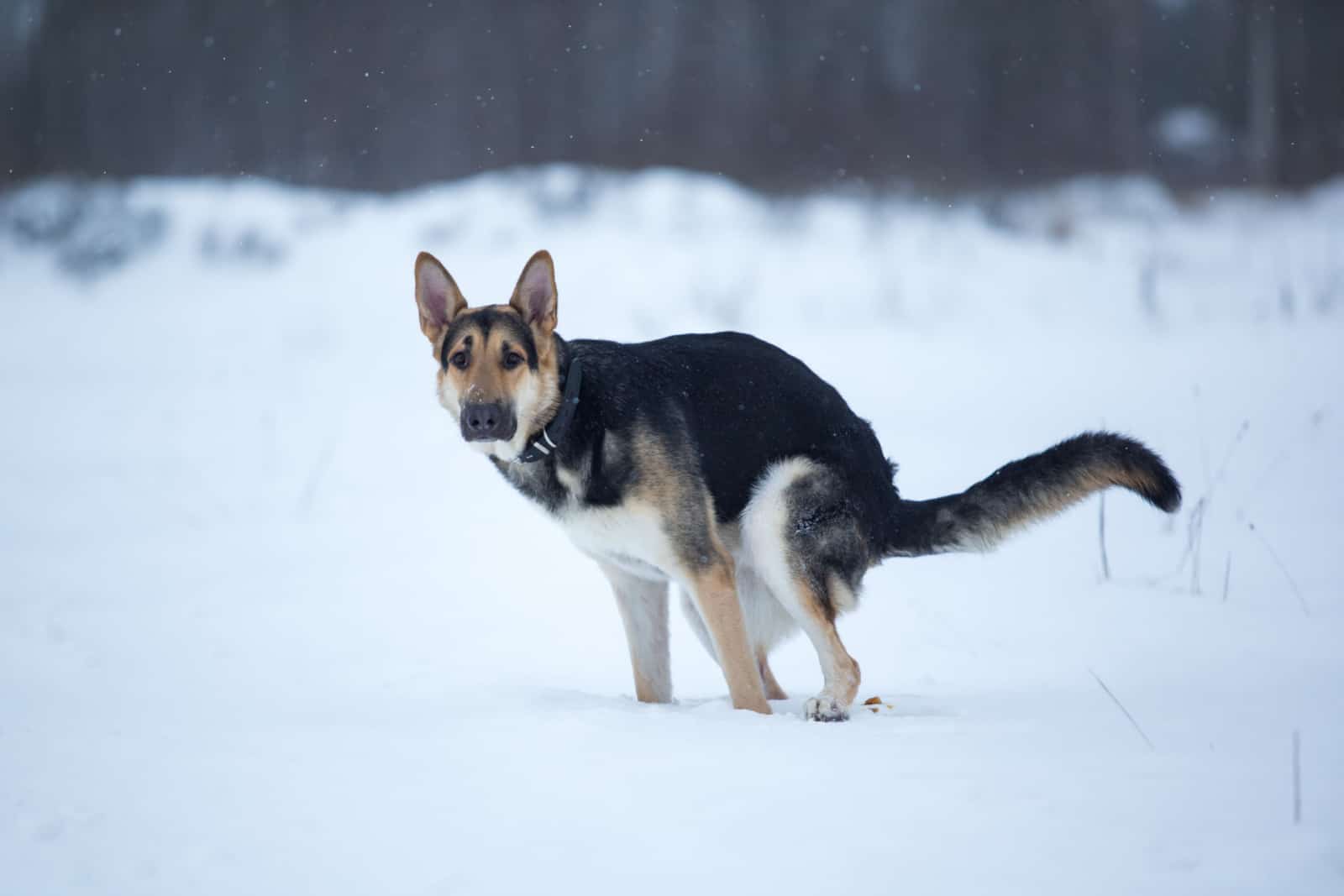 Purebred german shepherd dog pooping in the snow
