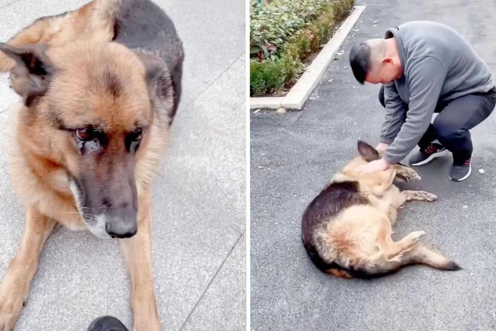 retired german shepherd dog