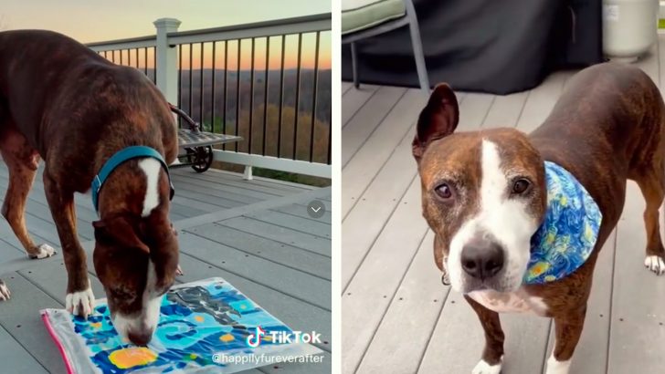 Ring Fighter Pitbull Mix Turned Painter Sold His Masterpiece For $10,000