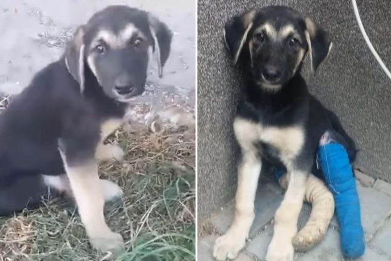 scared puppy outdoor