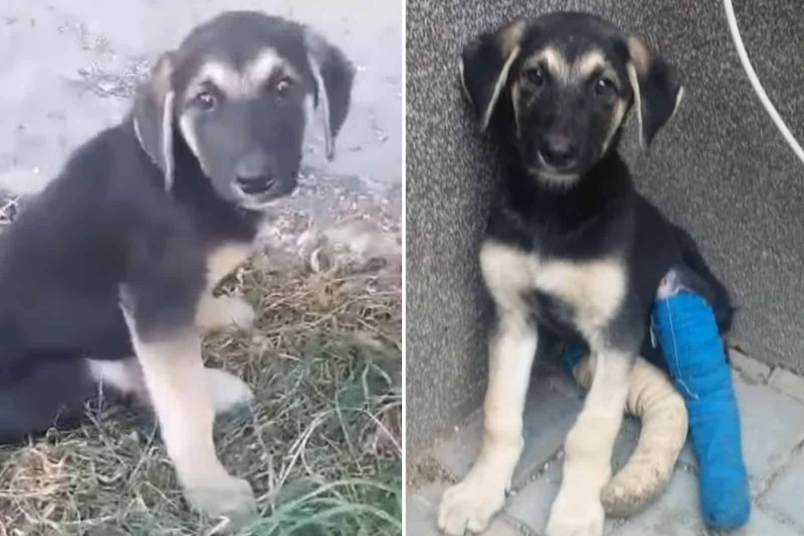 scared puppy outdoor