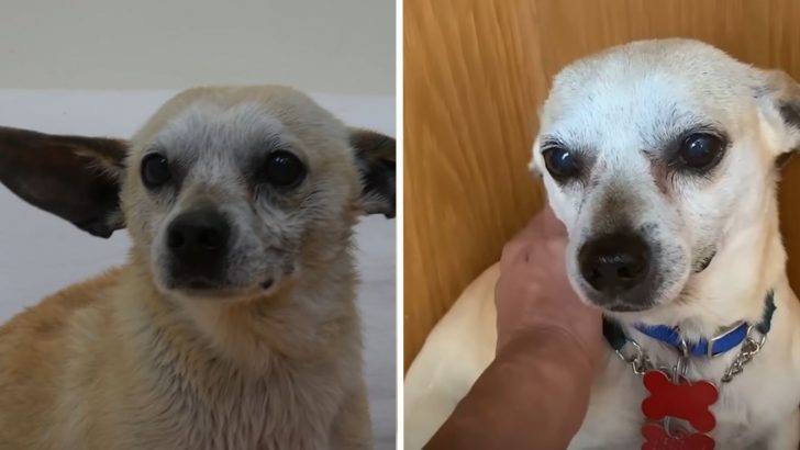 Scared Rescue Dog Has Never Felt The Touch Of A Loving Hand