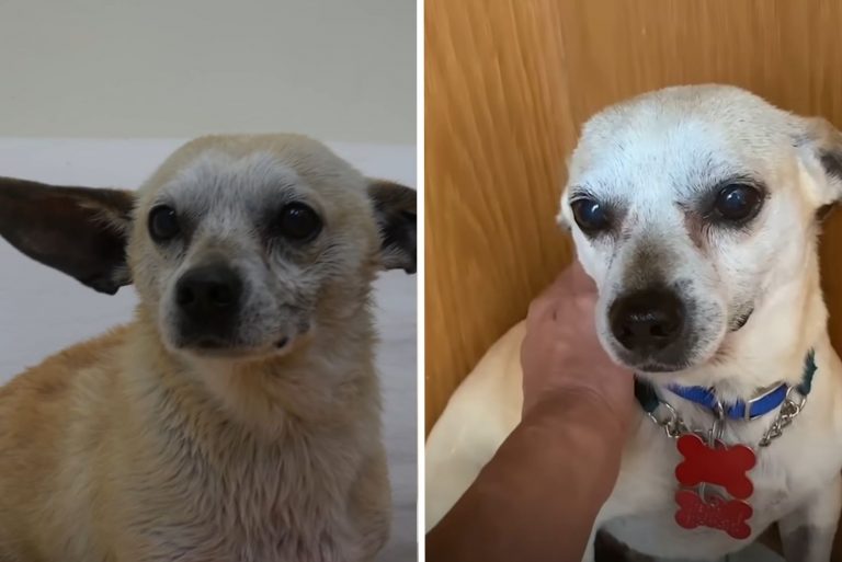scared rescue dog