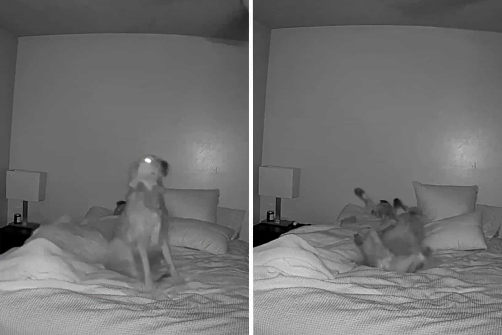 Owner Couldn’t Believe What He Saw After He Placed A Camera In The Room To Monitor His Dog