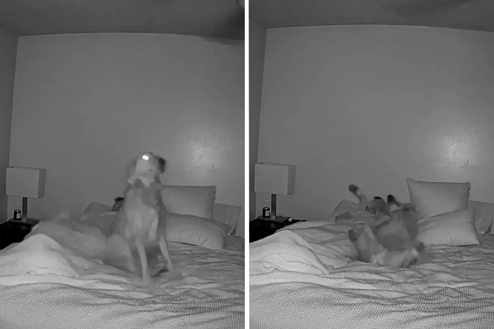 security camera footage of a dog doing the sweetest thing
