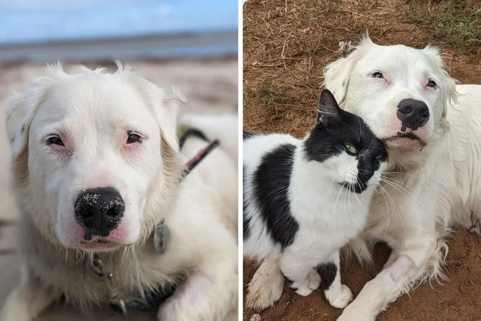 abandoned blind and deaf dog becomes the best foster ever