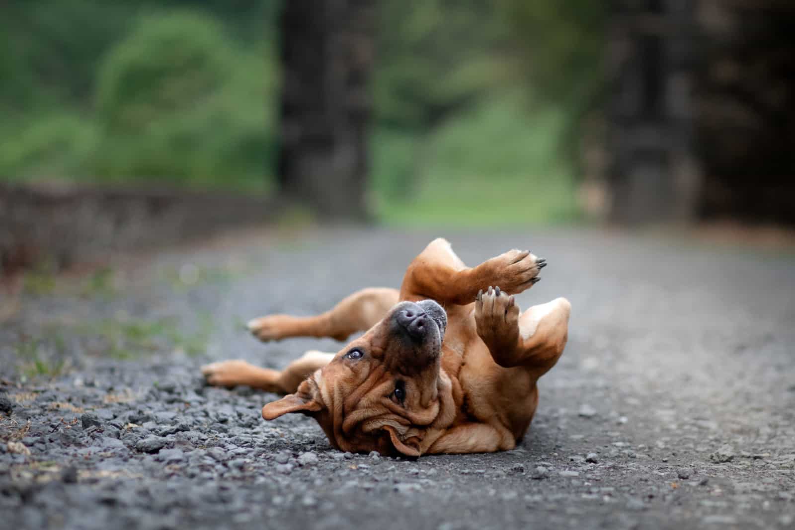 Shar Pei mix plays in nature