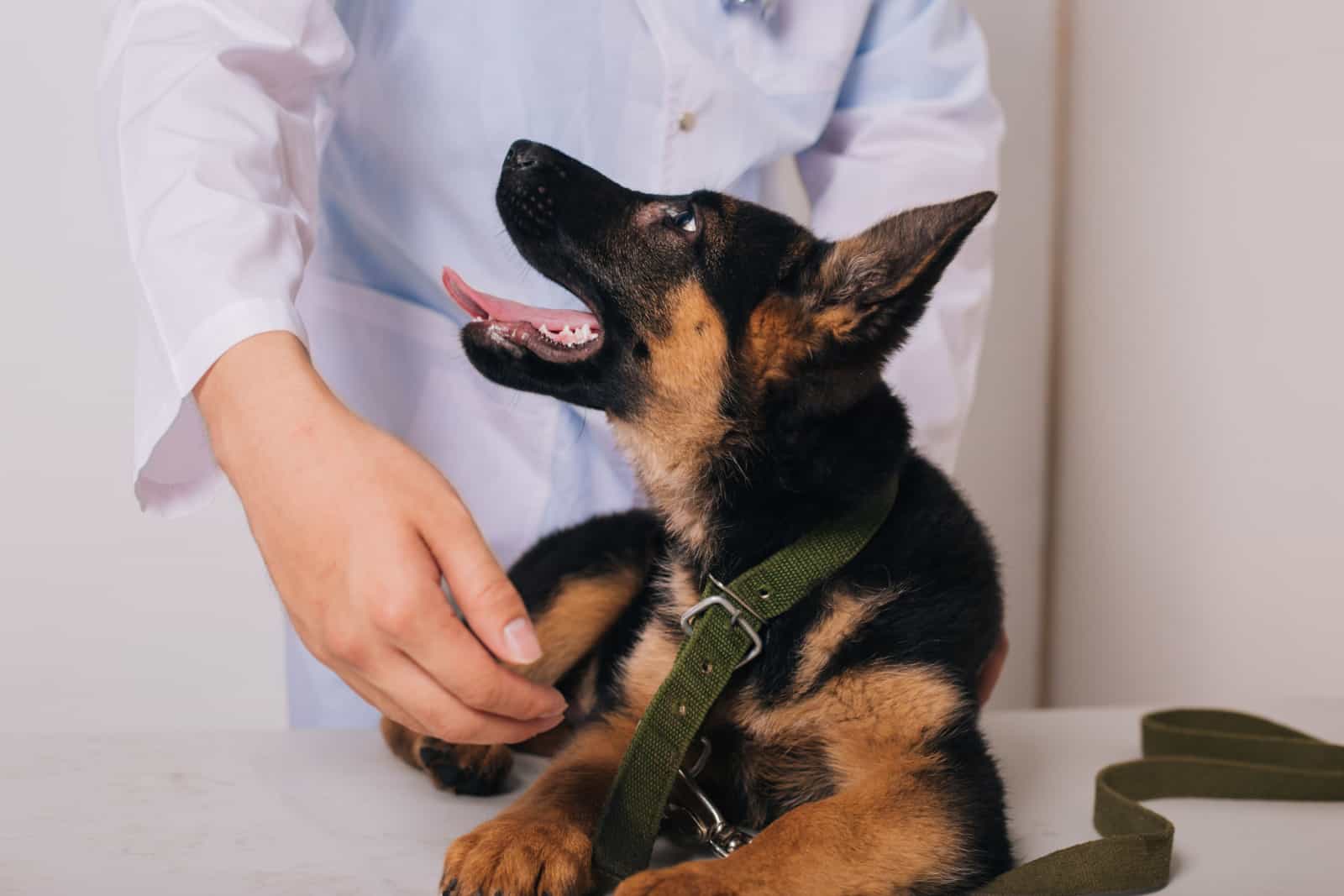 Shepherd puppy close-up. A dog is standing on the vet's desk