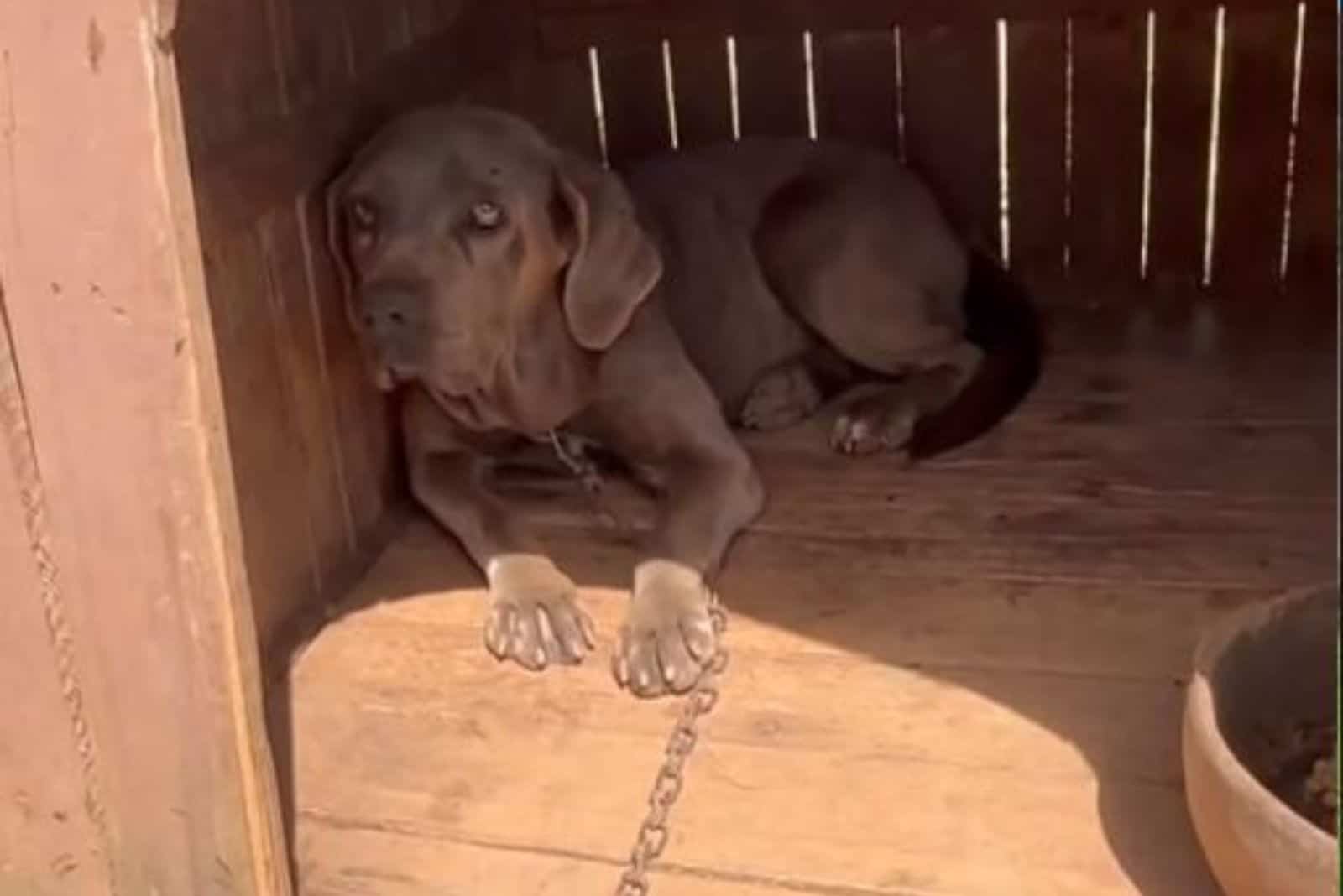 photo of a sick, abandoned dog named Xena