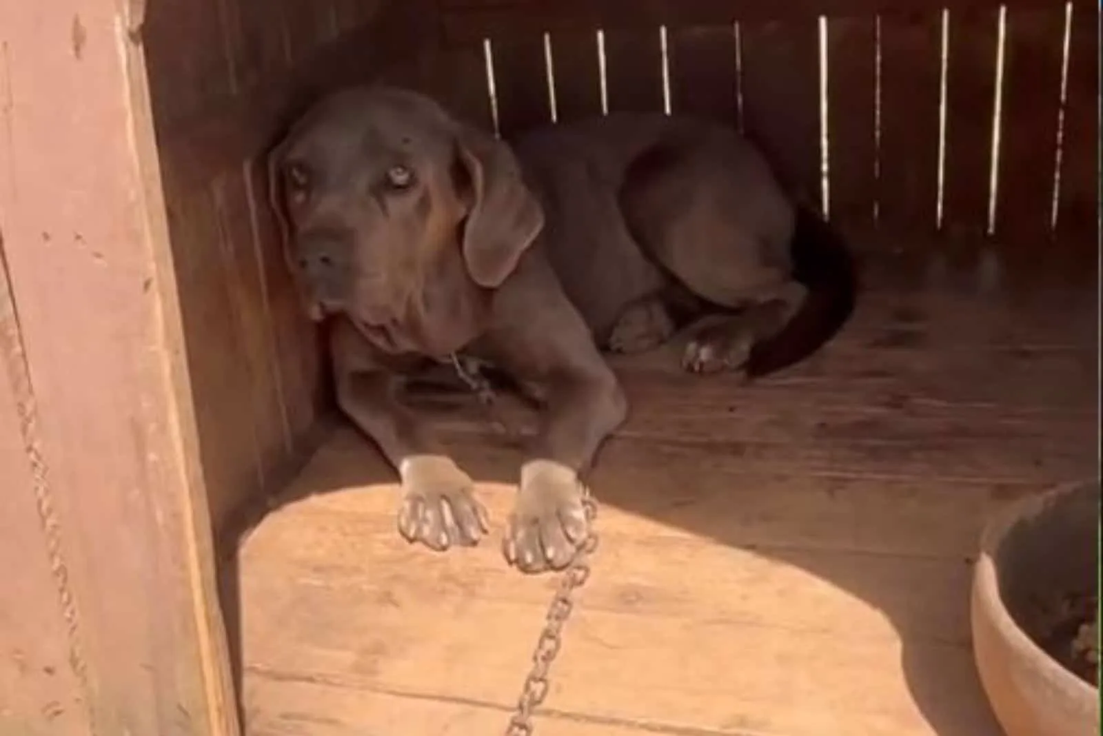 Perro que pasó la mayor parte de su vida encadenado ahora tiene una familia normal