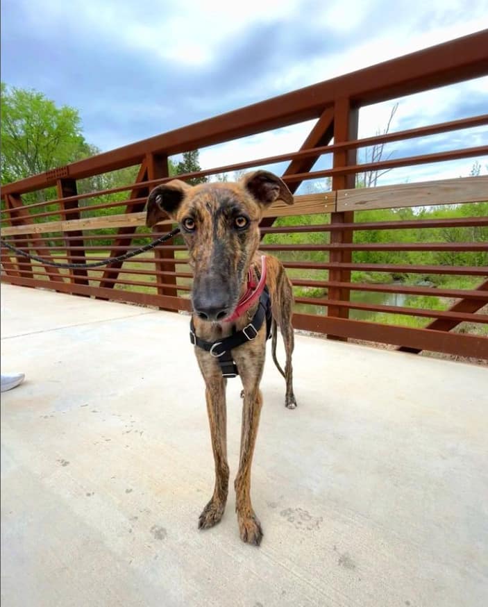 Spanish Stray Dog standing on the bridge