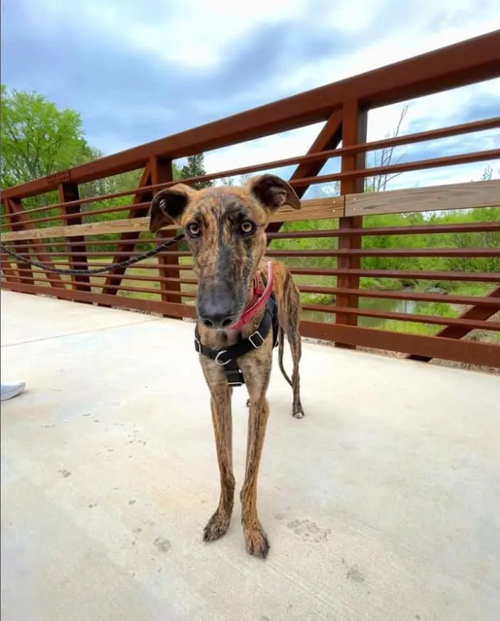 Spanish Stray Dog standing on the bridge