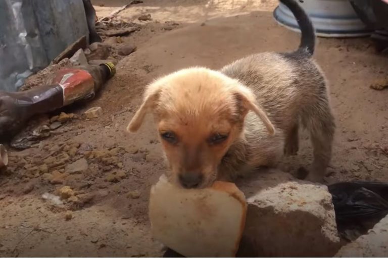 a starving puppy carries a crust of bread in its mouth