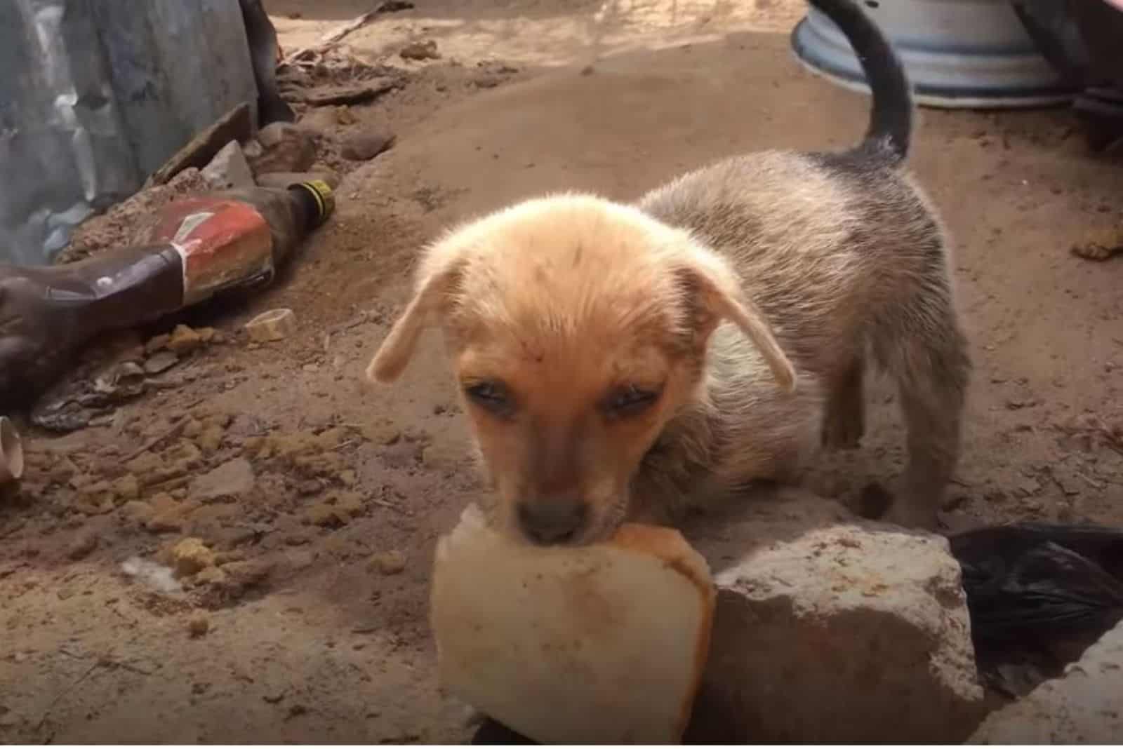 a starving puppy carries a crust of bread in its mouth