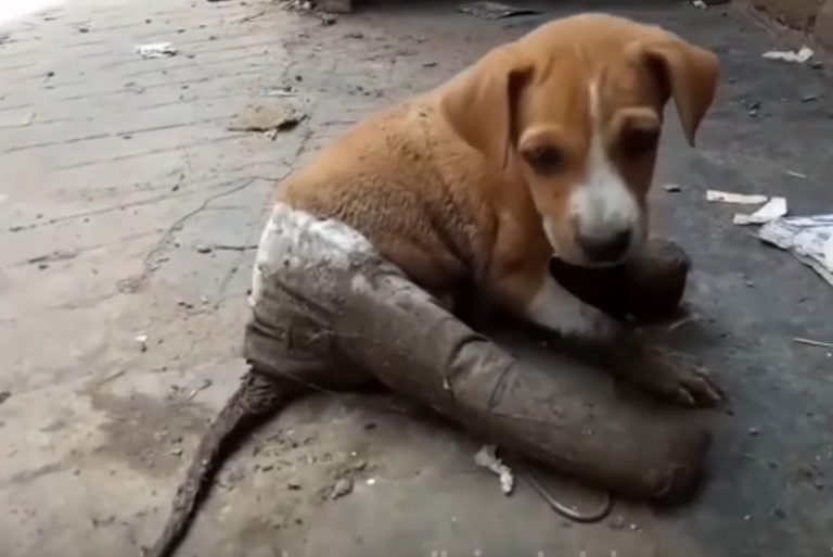 puppy on the street