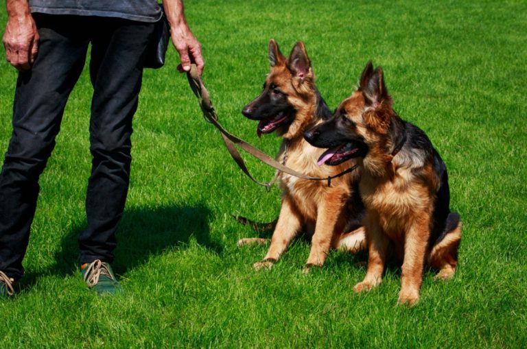 man holds on a leash two german shepherd puppies