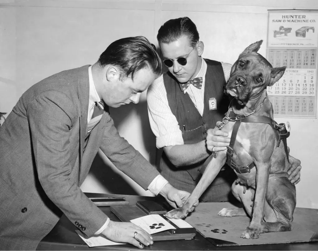 The Boxer female named Duchess, a notable seeing eye dog from the WWII era