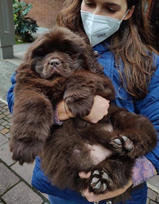 The Chubbiest Cub in the arms of a woman