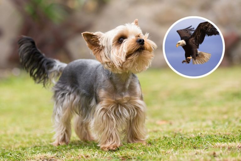 dog looking an eagle
