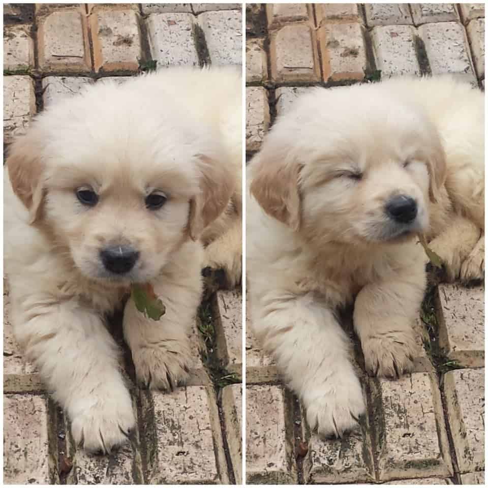 The Cutest Fluffy Little Baby