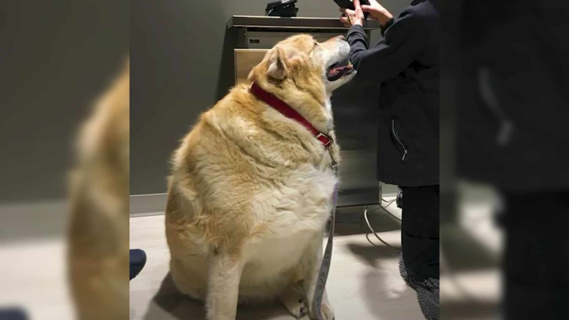 Watch The Amazing Transformation This Dog Makes After Losing 100 Pounds