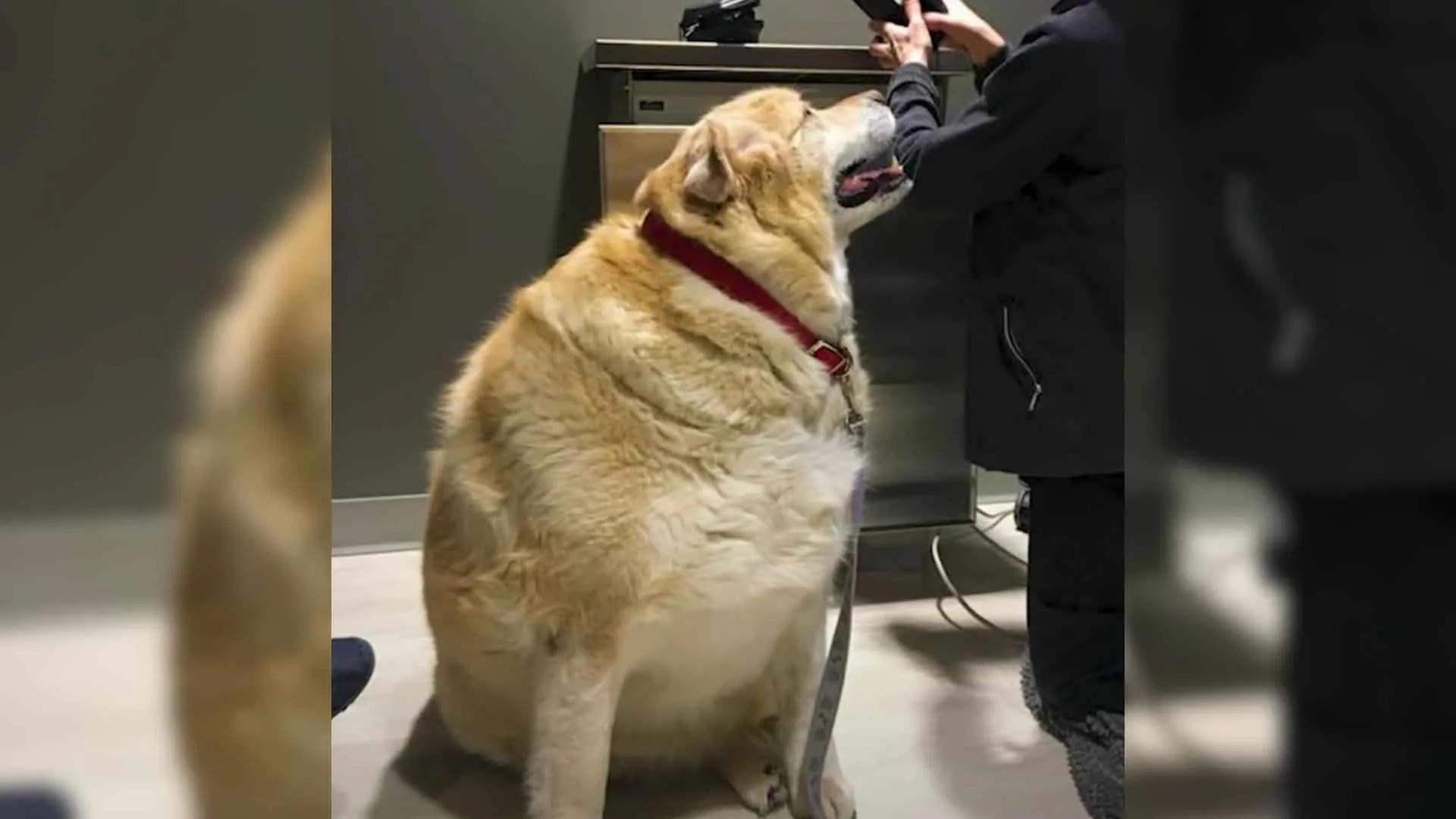 inspirational story of kai the dog who lost weight