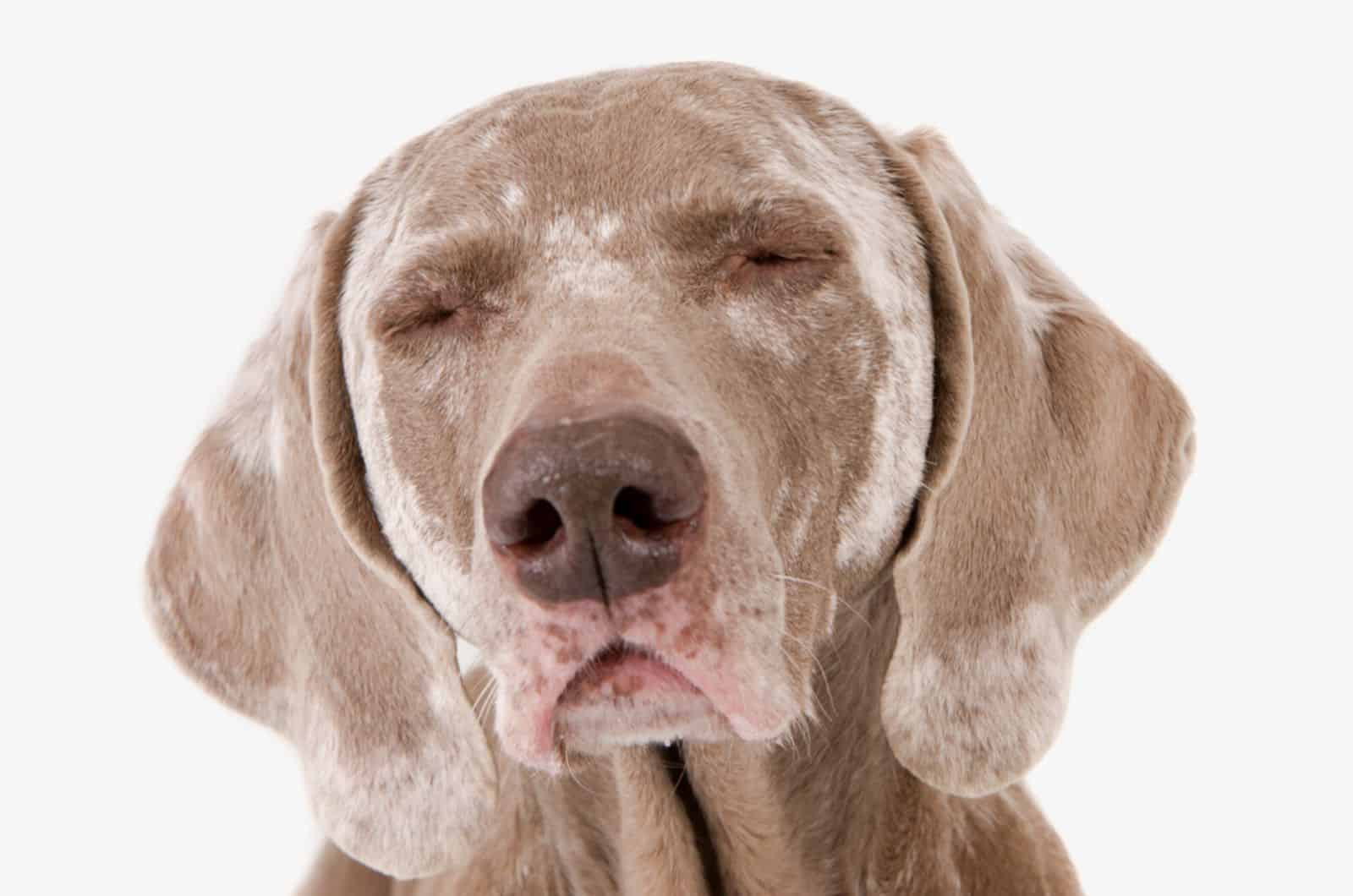 dog with white vitiligo spots