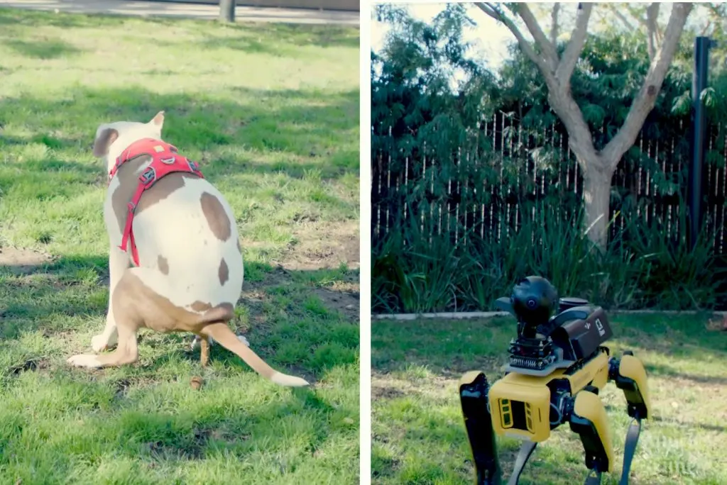 The Poop-Off