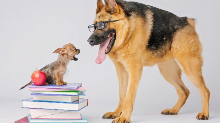 The Short Spined German Shepherd Is Still A German Shepherd