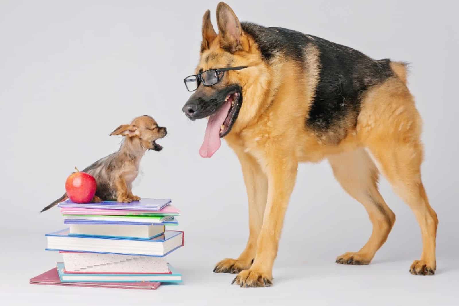 german shepherd with little puppy