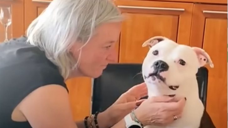 The Staffordshire Terrier Becomes Grandma’s Favorite Grandson