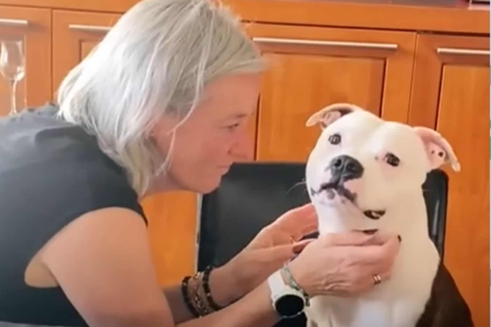 The Staffordshire Terrier Becomes Grandma’s Favorite Grandson