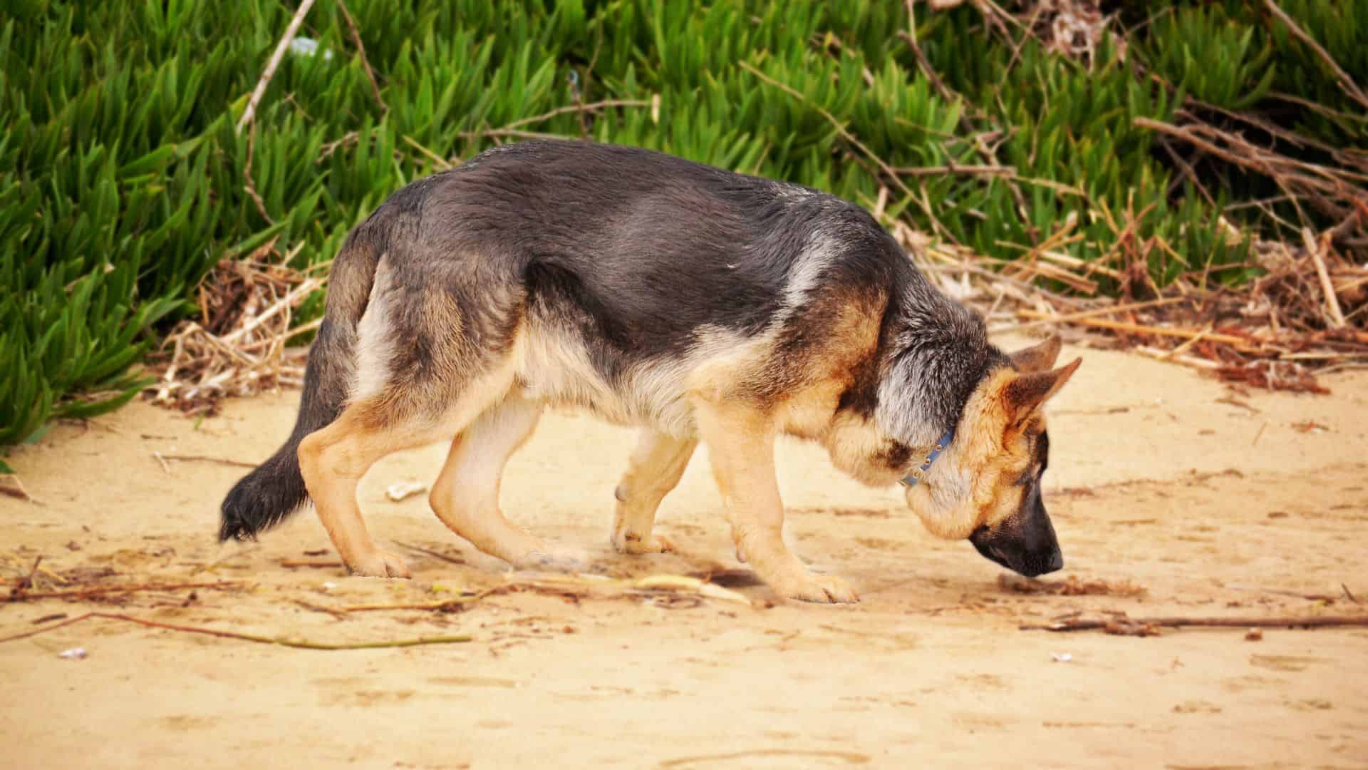 The Surprising Reason Why Your German Shepherd Licks Another Dog’s Pee