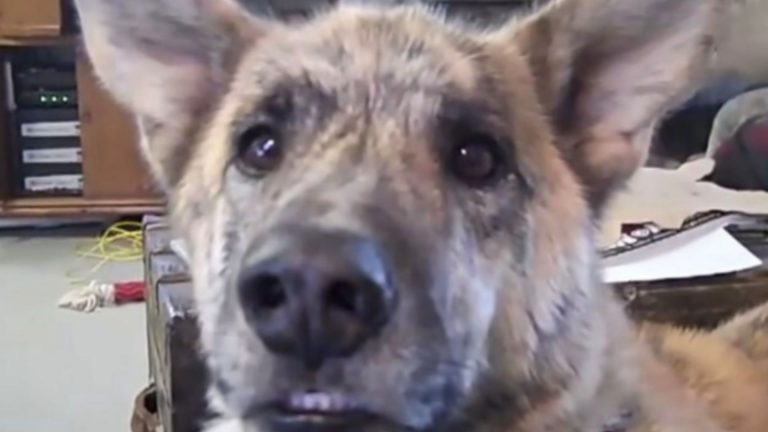 funny dog prank video