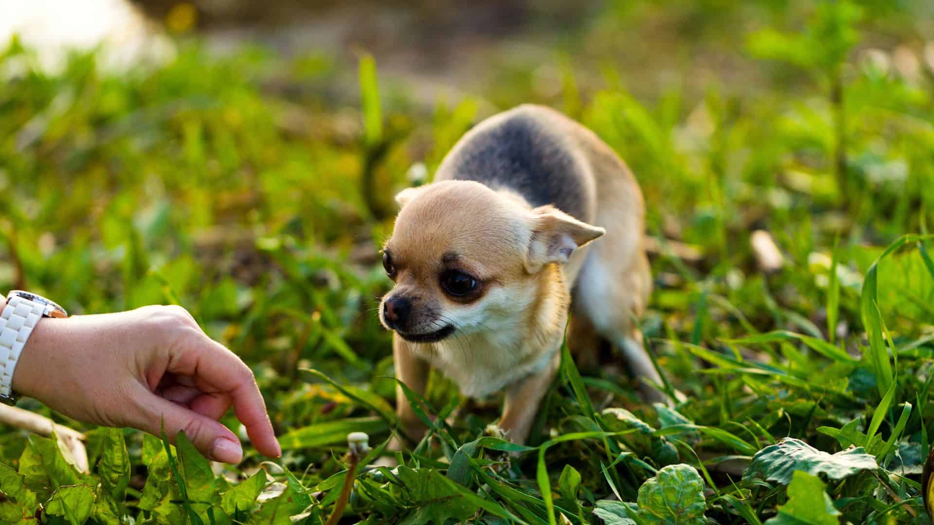 person trying to stole chihuahua from the park