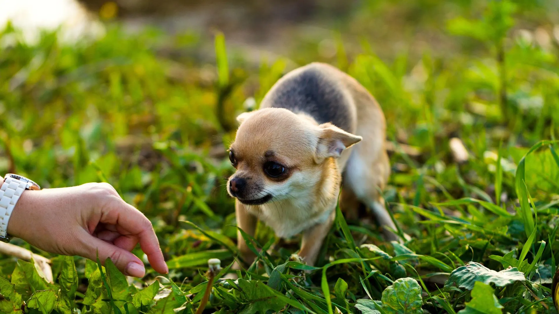 person trying to stole chihuahua from the park