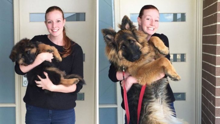 These 15 Pup To Adult German Shepherd Transformations Are Incredible