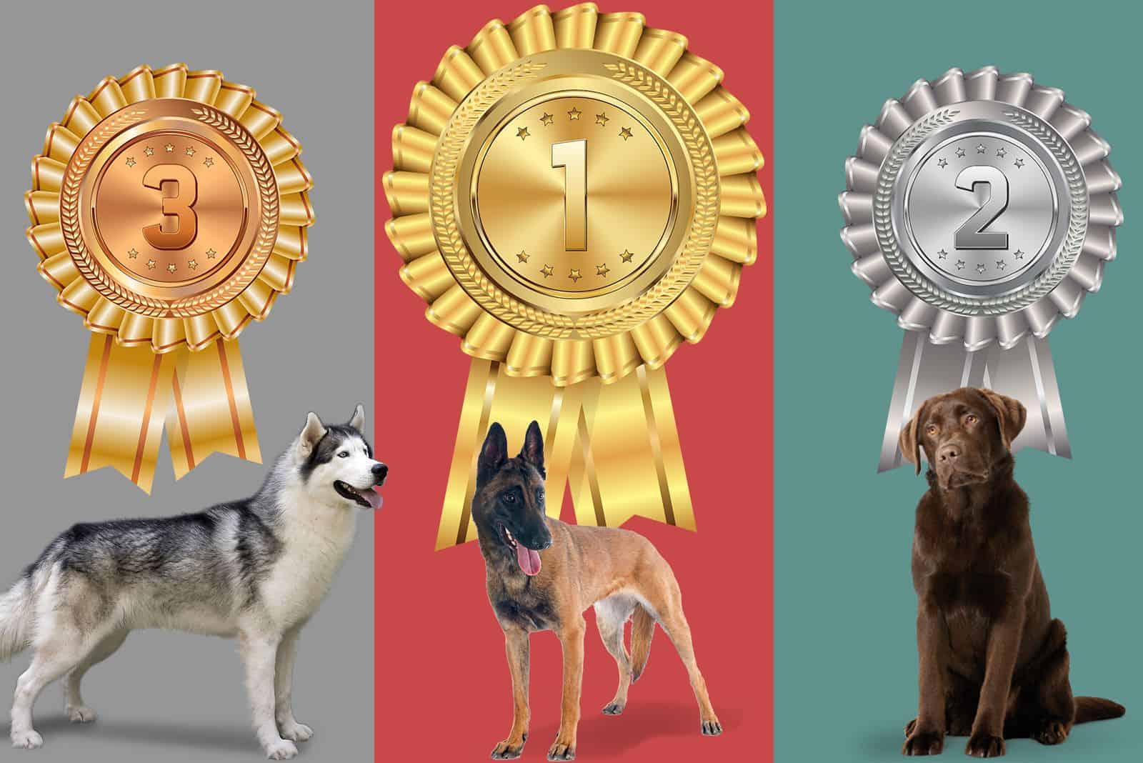 these-5-dog-breeds-mastered-destructive-behavior