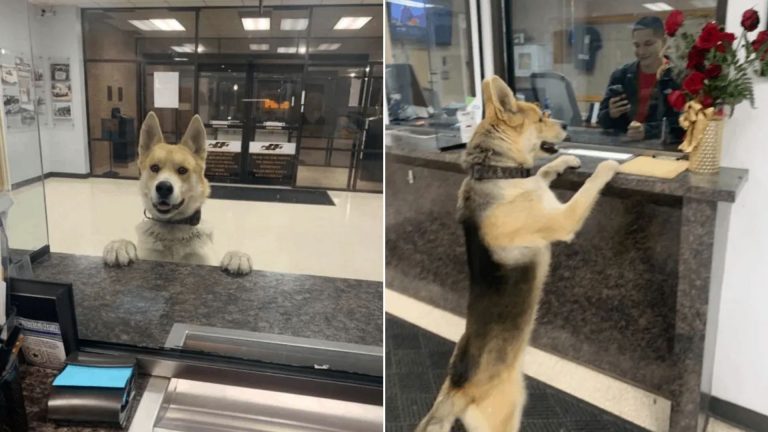 husky mix dog in the police station