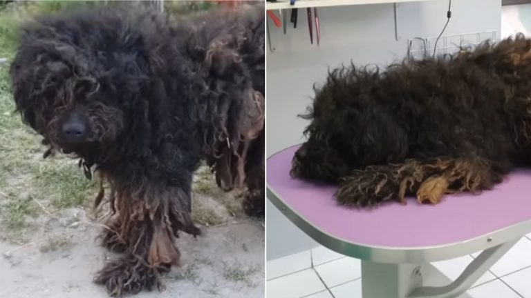 shaggy dog on the grooming table