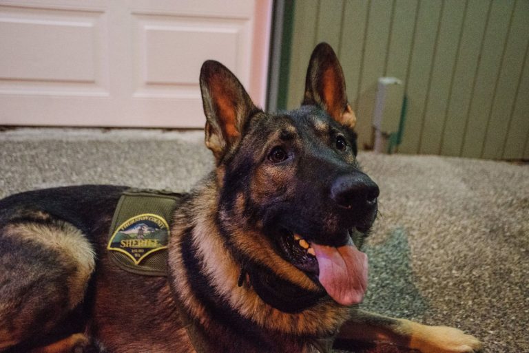 german shepherd with tongue out