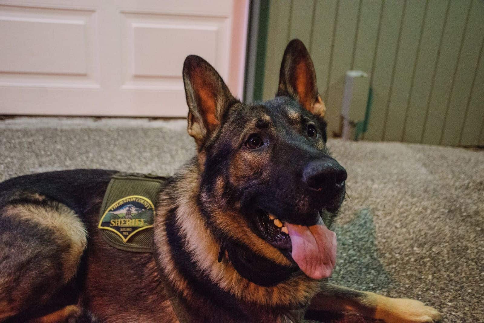 german shepherd with tongue out