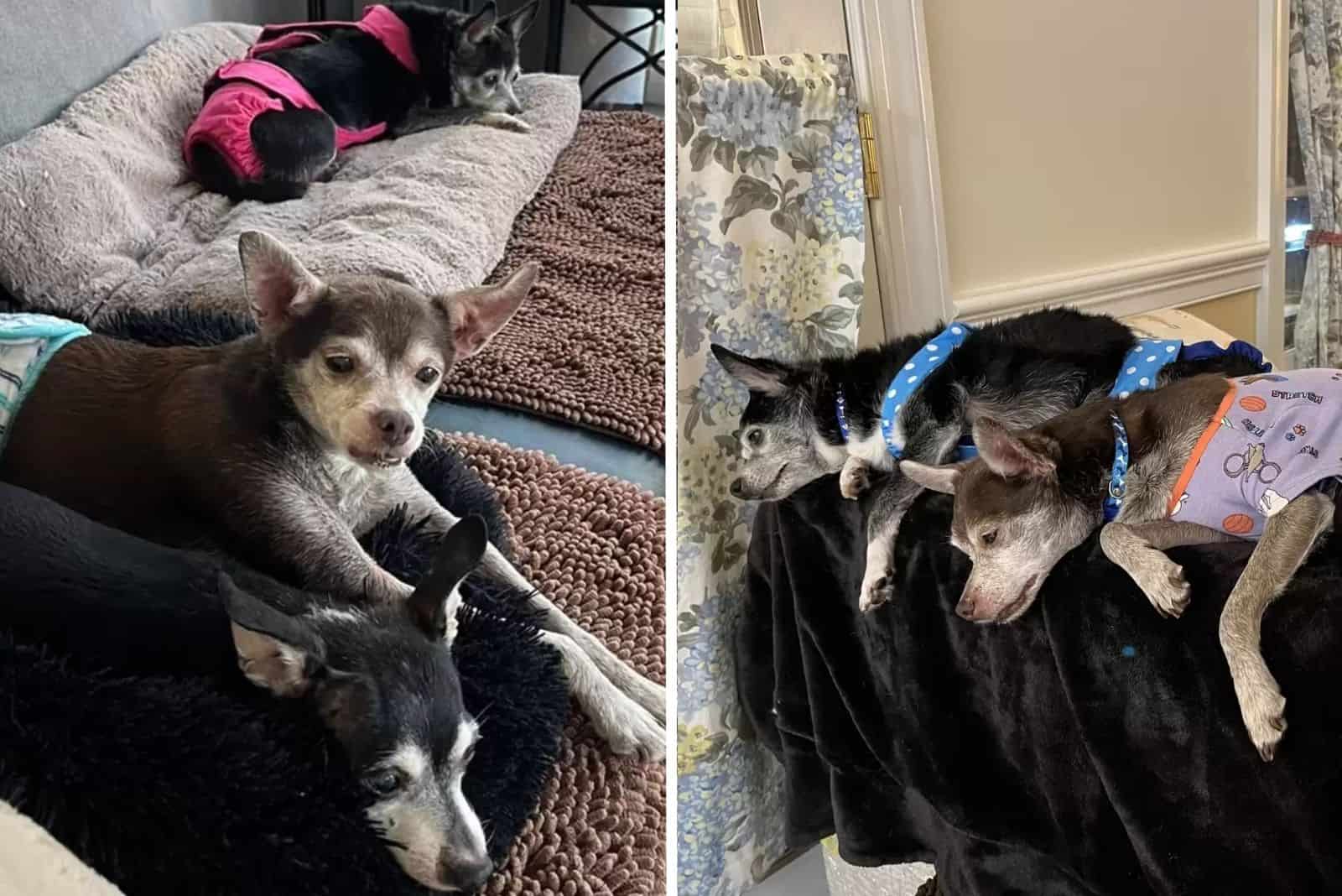 Three Rescued Senior Dogs